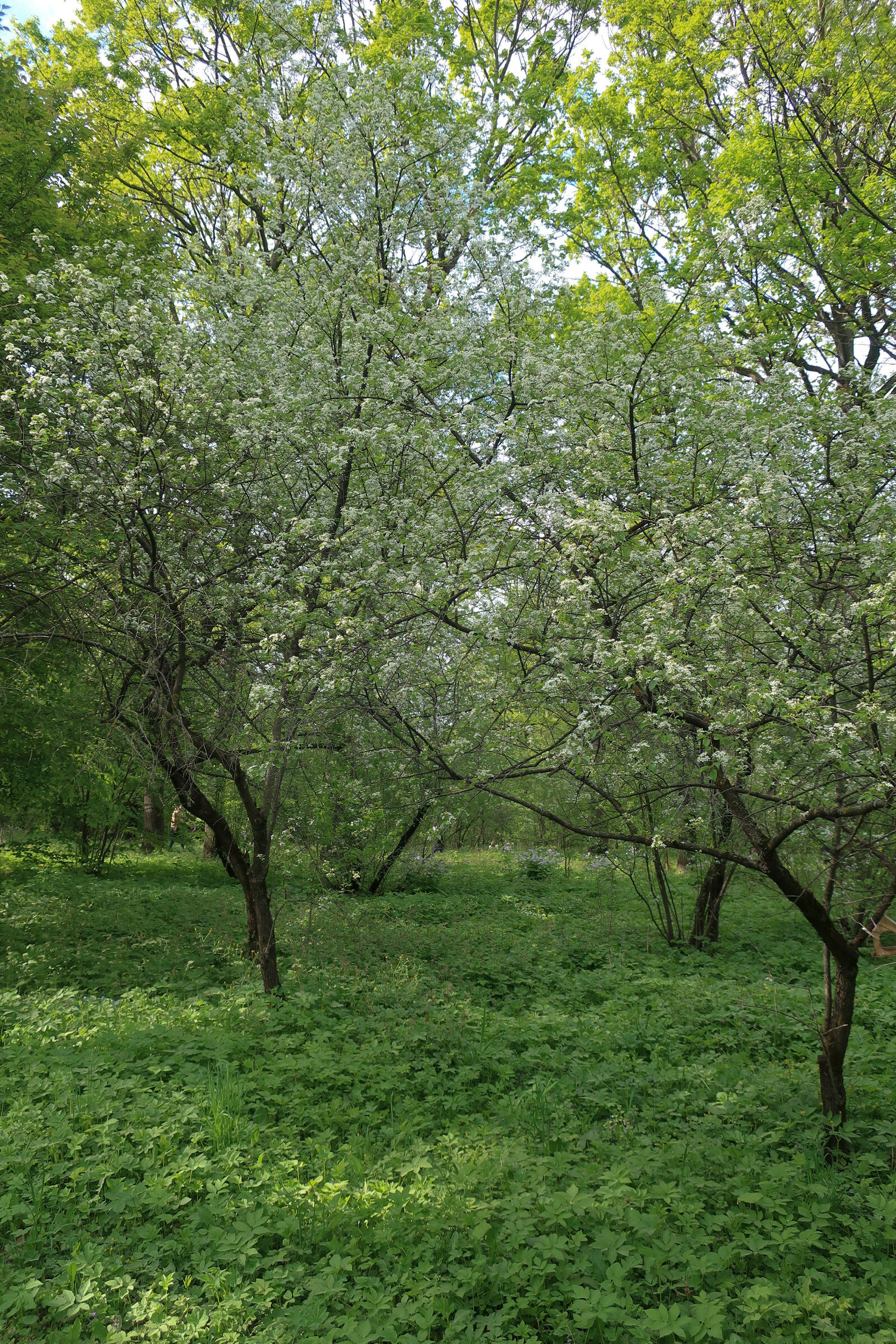 Фотопрогулка по Главному ботаническому саду им. Цицина в Москве. Проект «Фотокладовка»: блог уличной фотографии в формате street photo