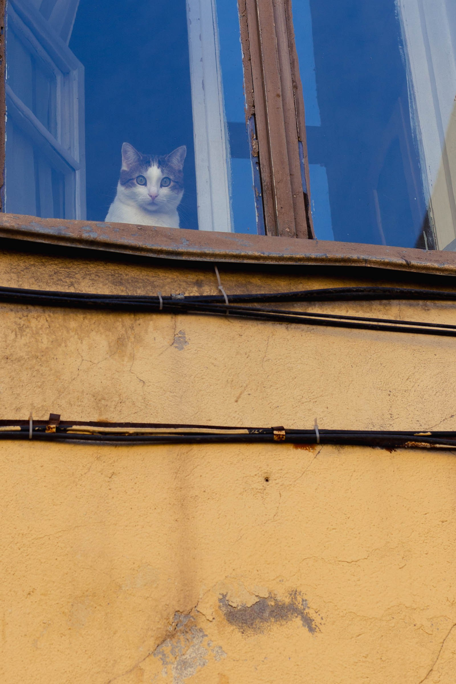Фотографирую кошек. Репортажный и концертный фотограф в Санкт-Петербурге Адмакина Дарья