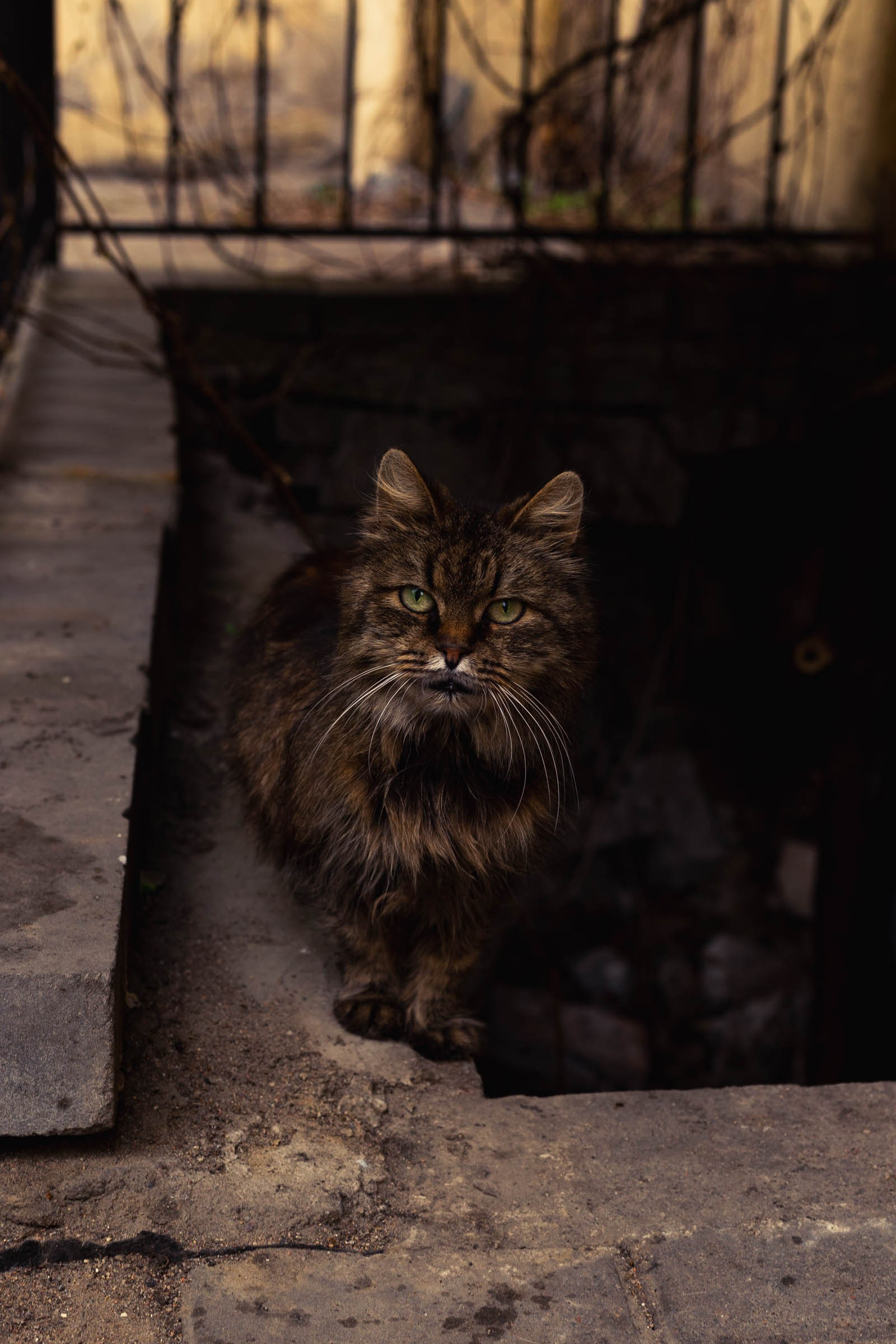 Фотографирую кошек. Репортажный и концертный фотограф в Санкт-Петербурге Адмакина Дарья