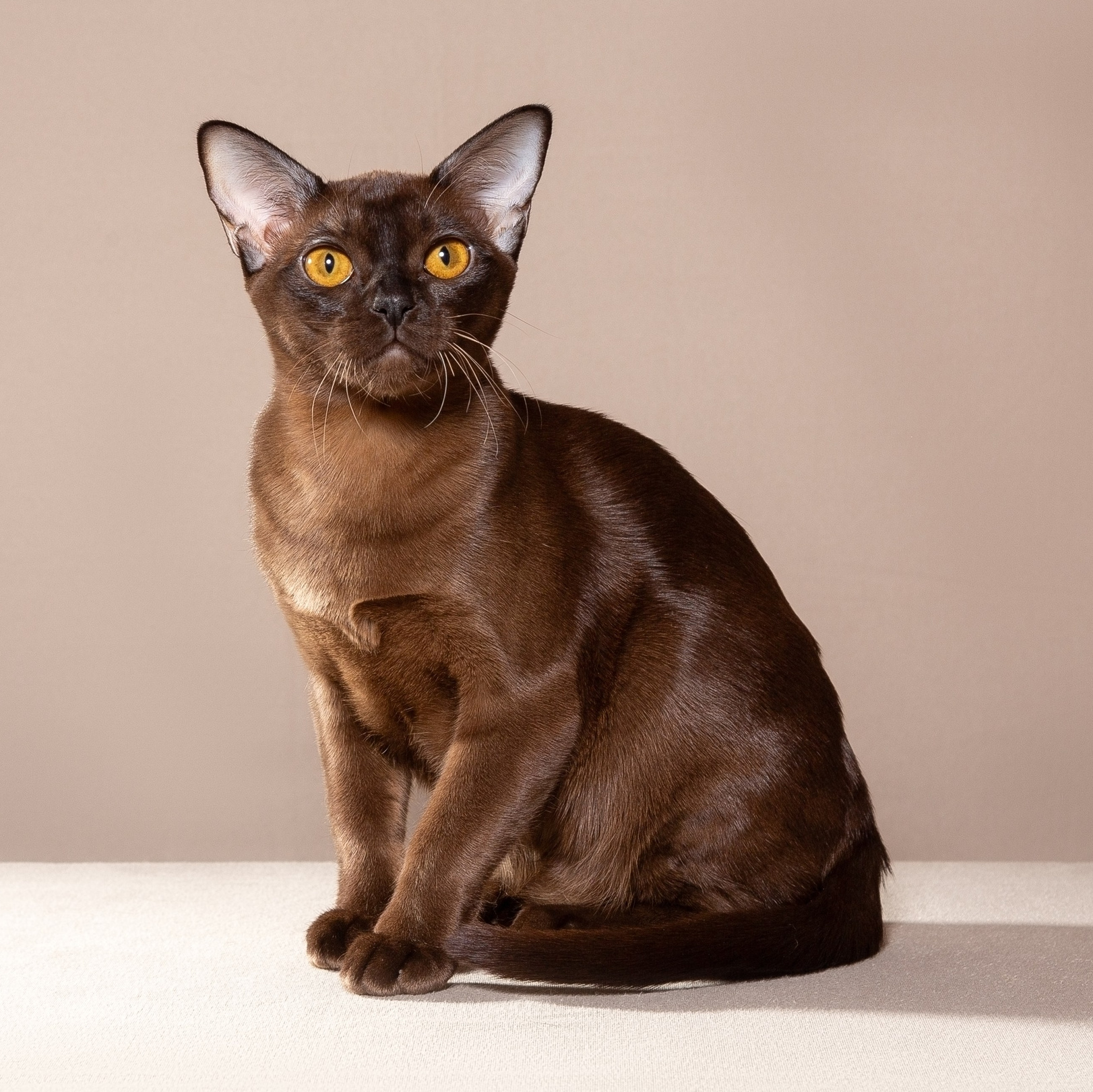 Питомник «Bouncy Life»