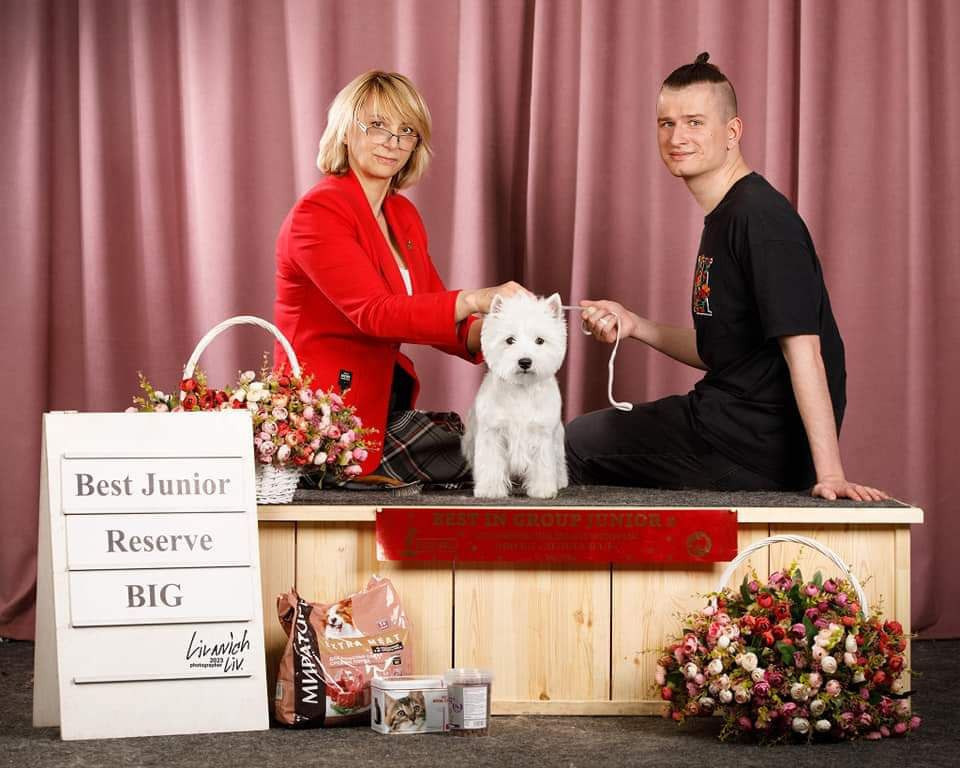 Новости питомника собак. Питомник собак породы вест хайленд вайт терьер в Москве