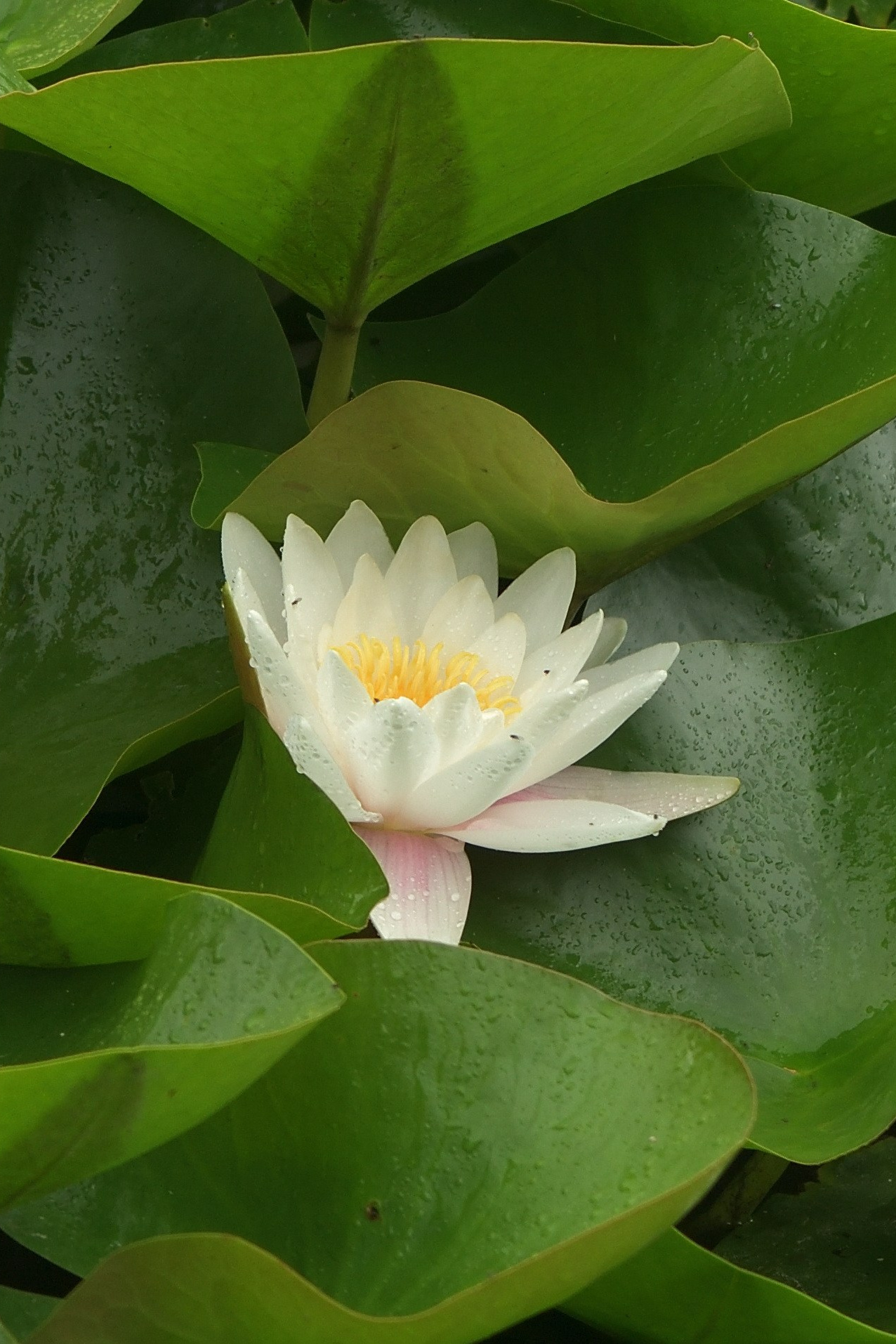 Сергей Люльченко фотоальбом