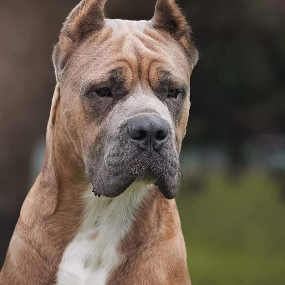 Помет «Б» дата рождения 01.05.2022. Кане Корсо Лайф, щенки породы Кане Корсо, г. Москва