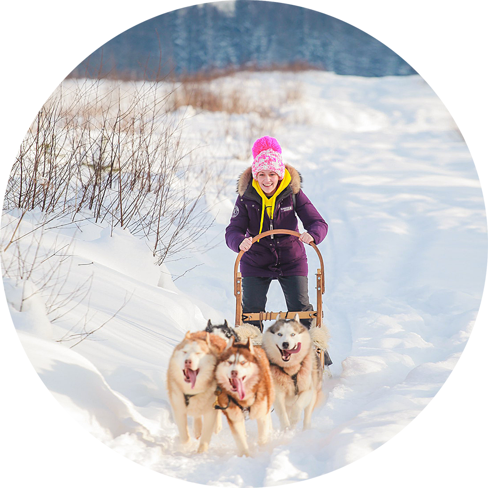 Катание на хаски в Спб