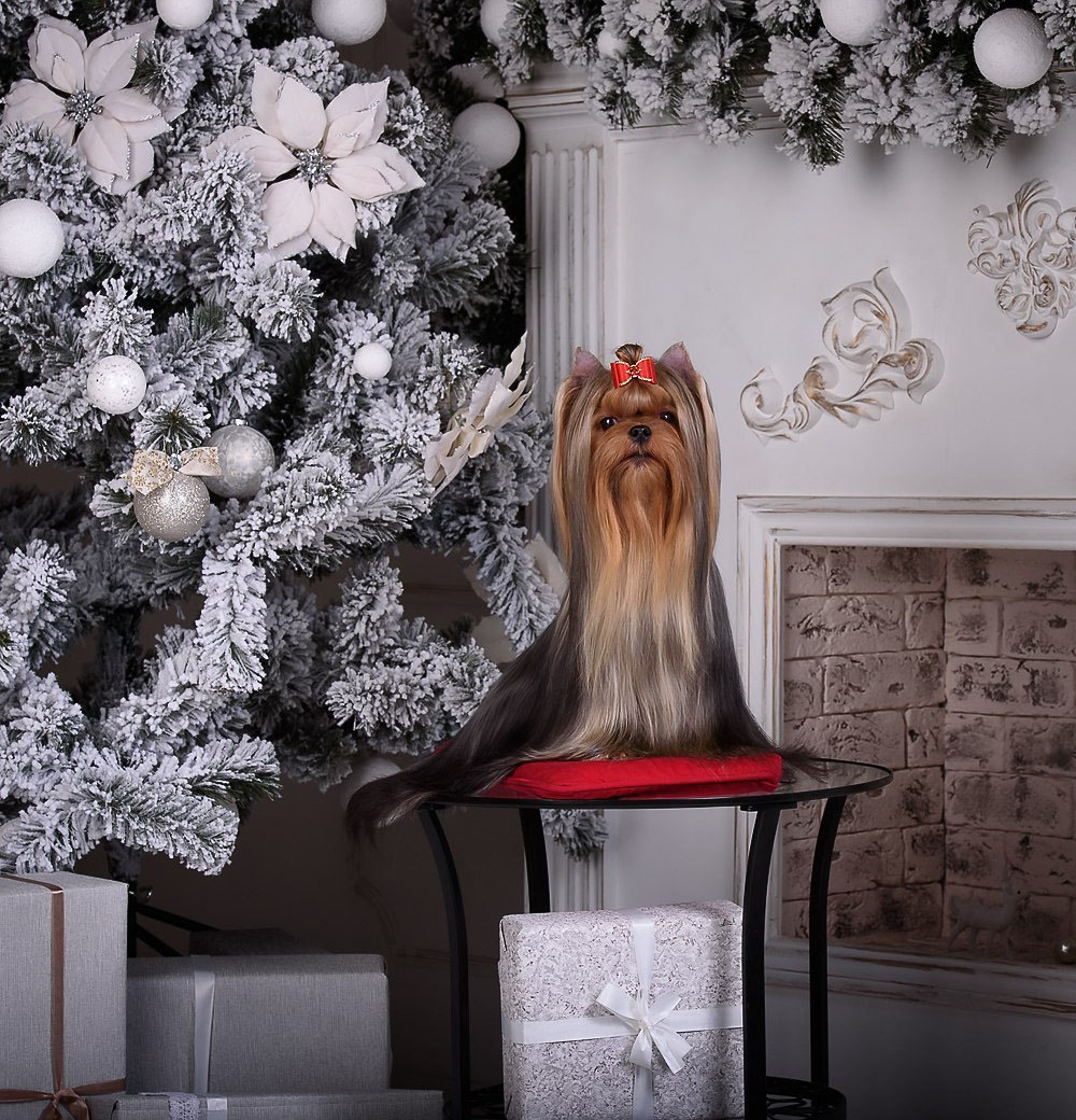 Дэнстайл Тайная Страсть. Питомник Йоркширских терьеров Дэнстайл в Санкт-Петербурге заводчик Тих