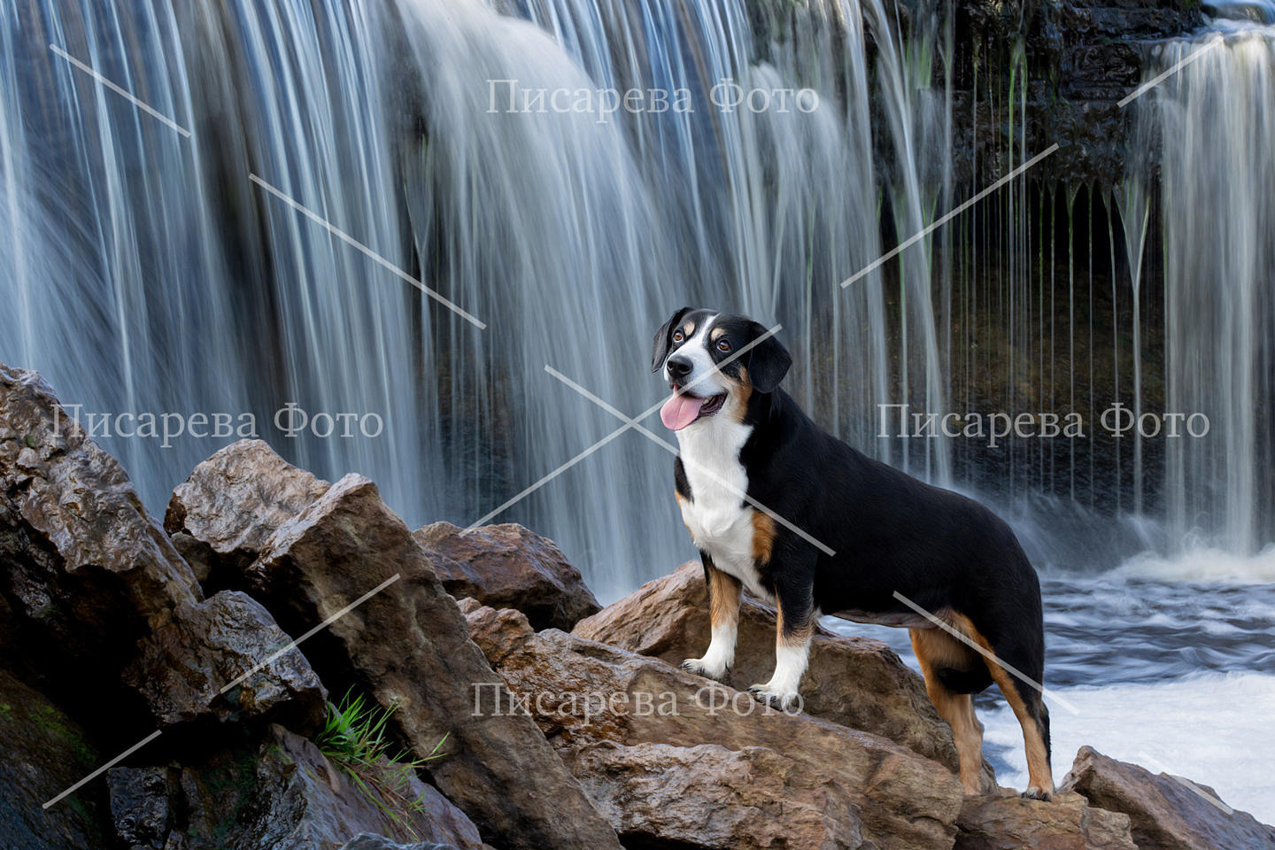 Собака породы Энтлебухер на фоне водопада