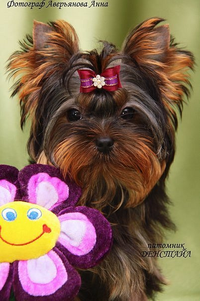 Dare To Dream Stribrne Prani. Питомник Йоркширских терьеров Дэнстайл в Санкт-Петербурге заводчик Тих