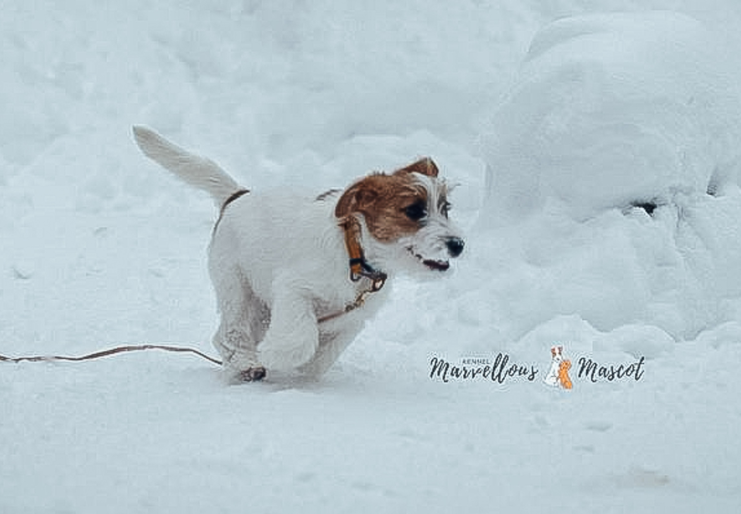 ЩЕНКИ ИЗ ДРУЖЕСТВЕННЫХ ПИТОМНИКОВ. CANE MAESTRO — kennel Jack Russell Terrier
