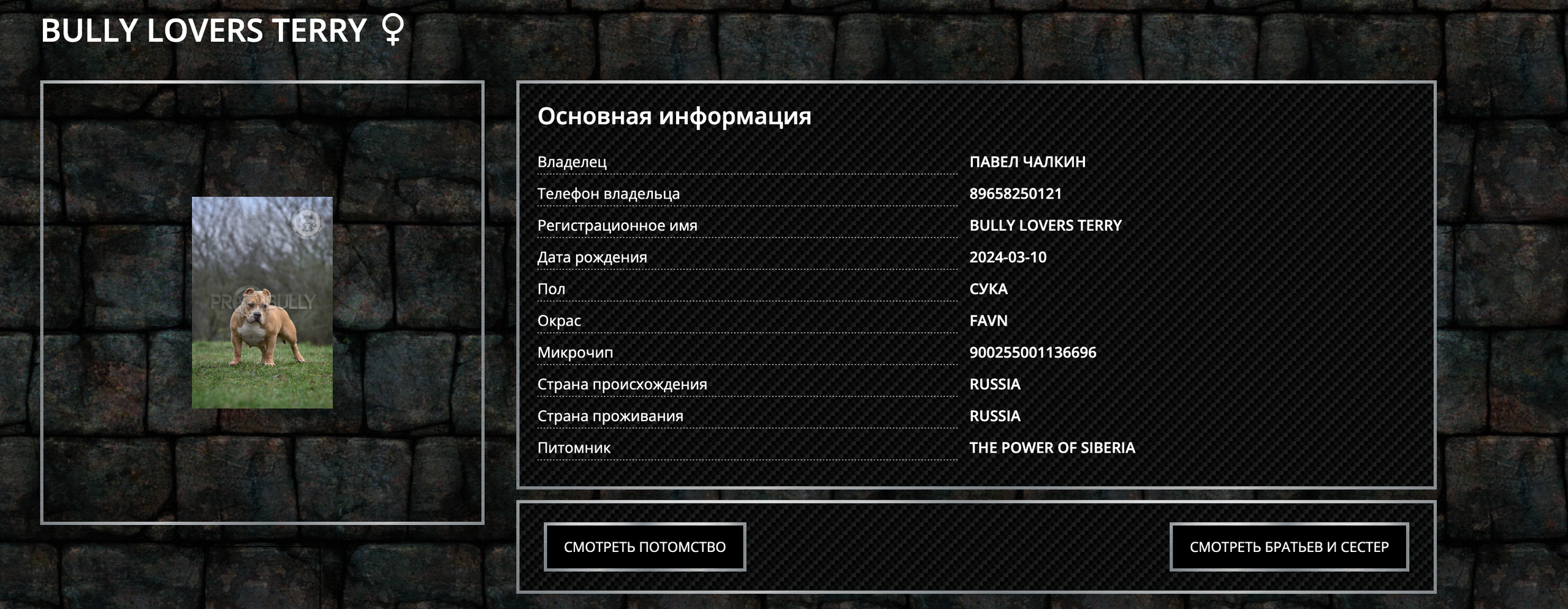 Интерактивная схема происхождения собаки и электронное генеалогическое древо американского булли покет от топ производителей купить щенка Луганск
