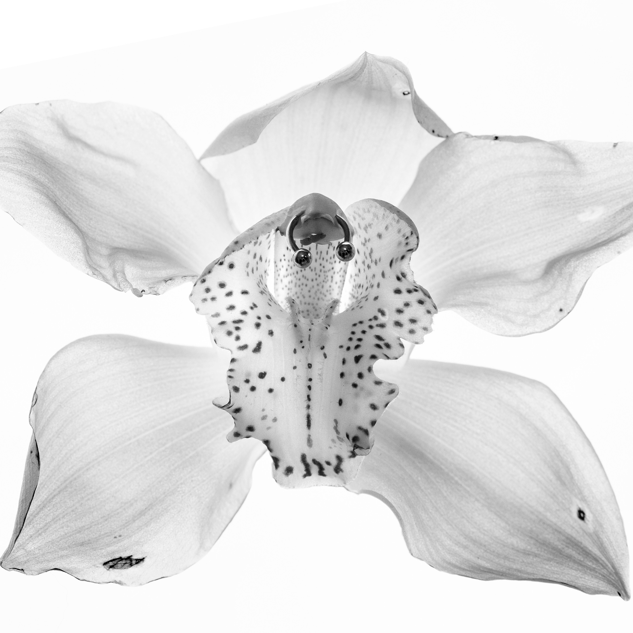 Alexandr Staub Multidisciplinary artist