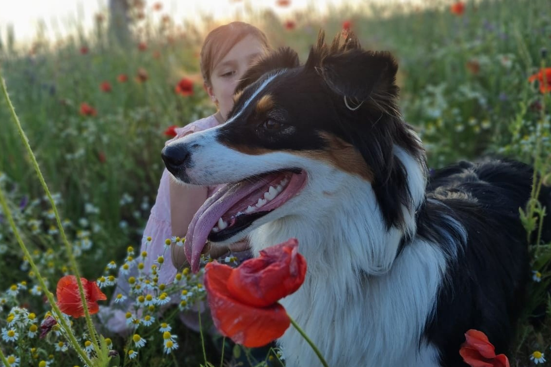 Д-помёт. BLGKV питомник собак