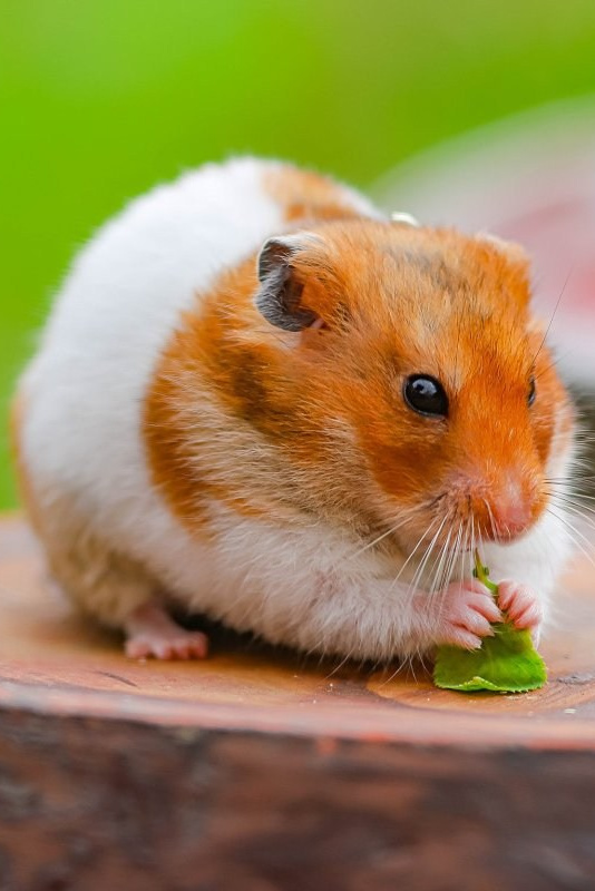 Фотосессии для хомячков в Москве от Александра Макушина