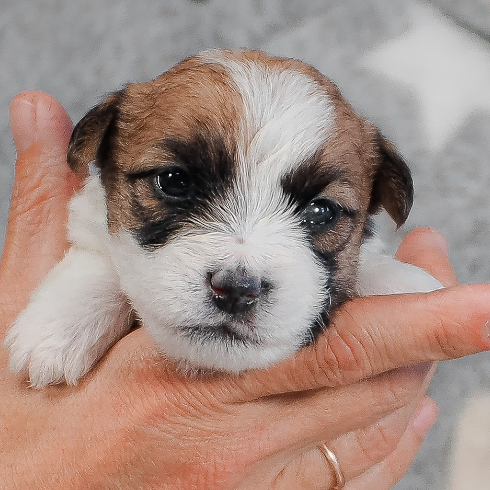 LITTER «A» 27/08/2025. CANE MAESTRO — kennel Jack Russell Terrier