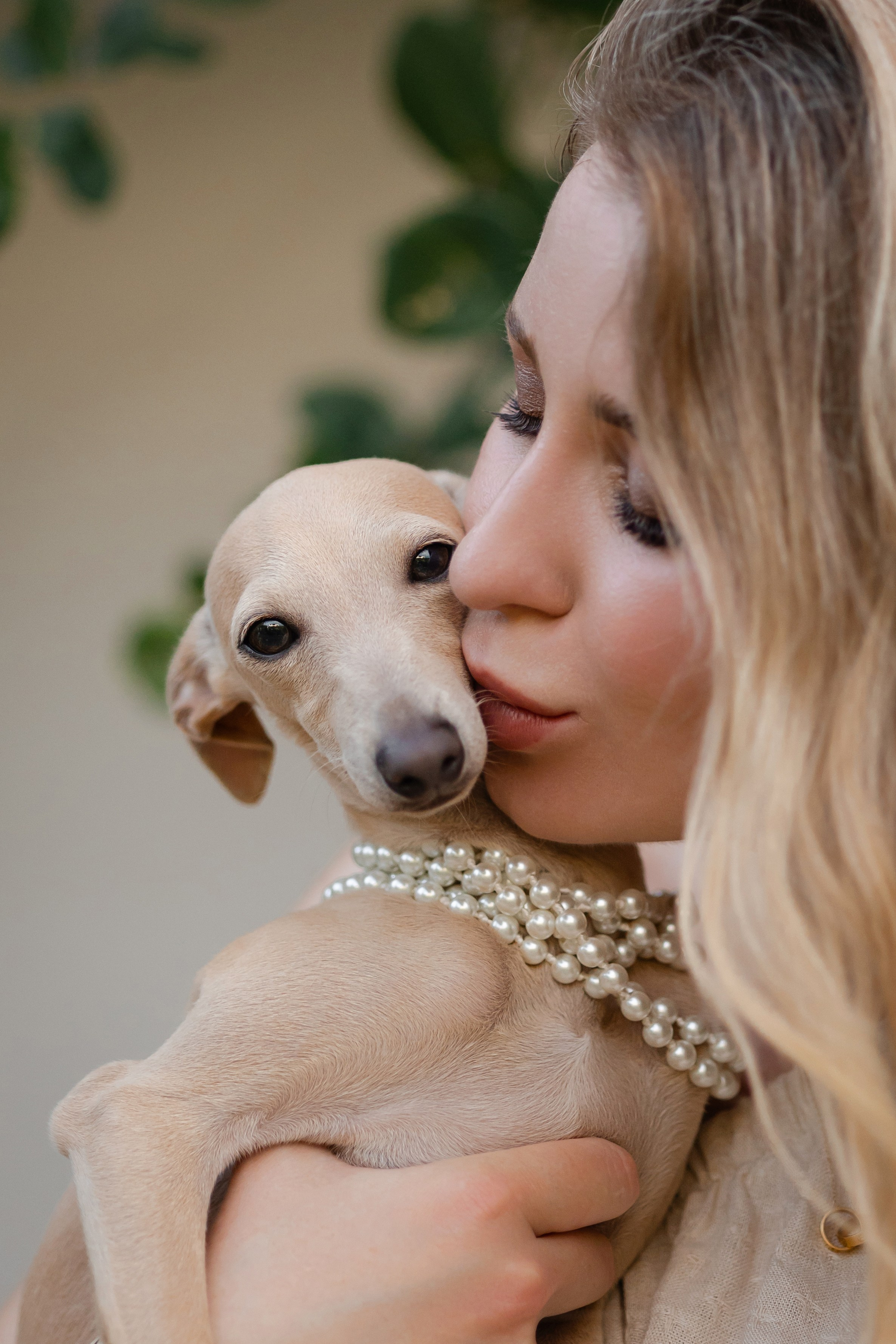 Профессиональный питомник левреток РКФ/FCI ASTI SAPPHIRE 💎 Сочи|Санкт-Петербург