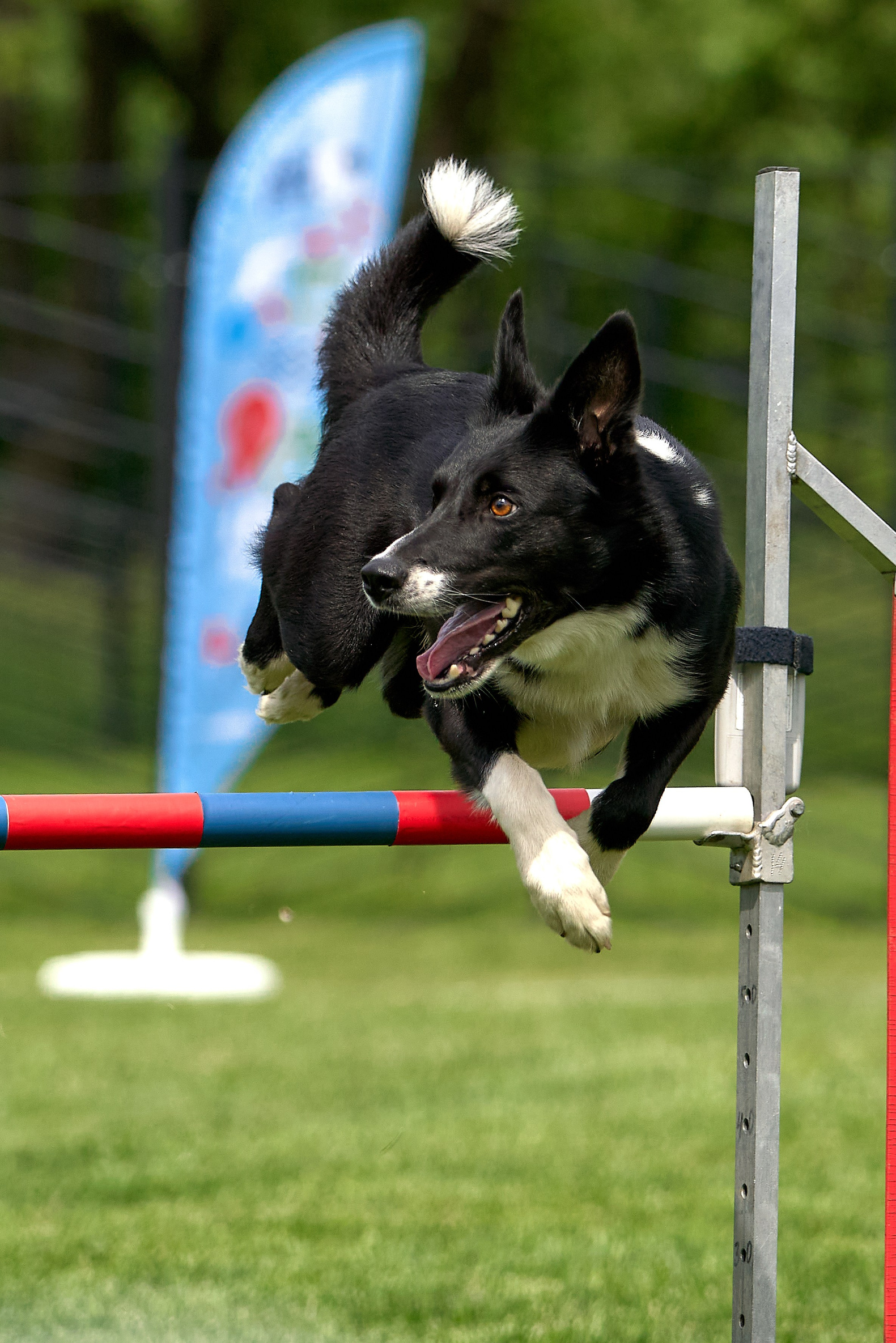 аджилити собаки прыжок соревнования джампинг