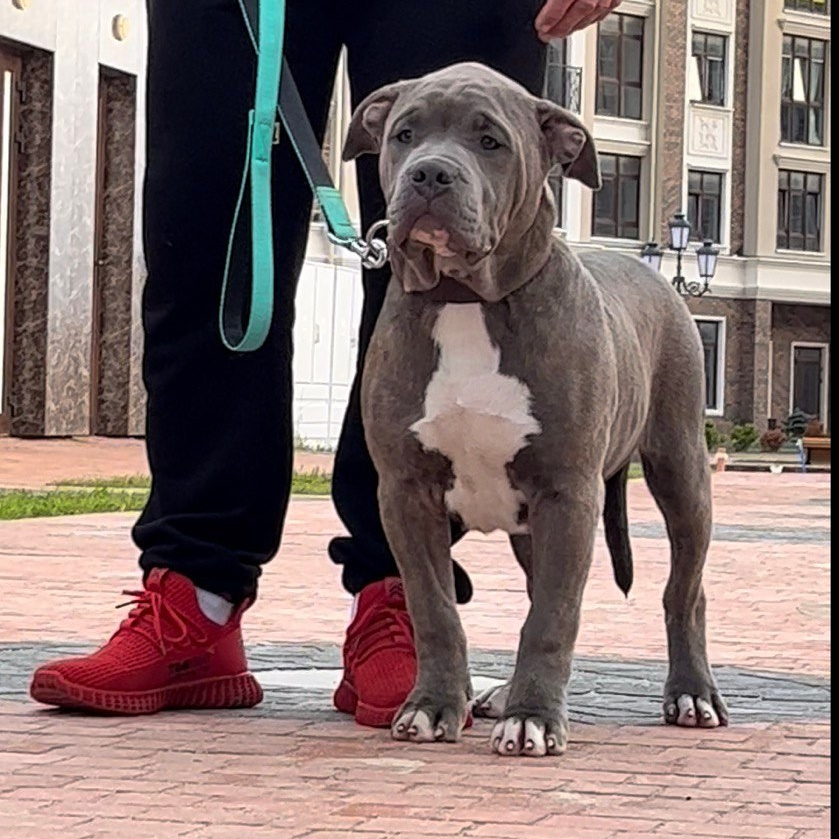 Американские булли XL в г. Калининград. Питомник Great Bully UNIVERSE