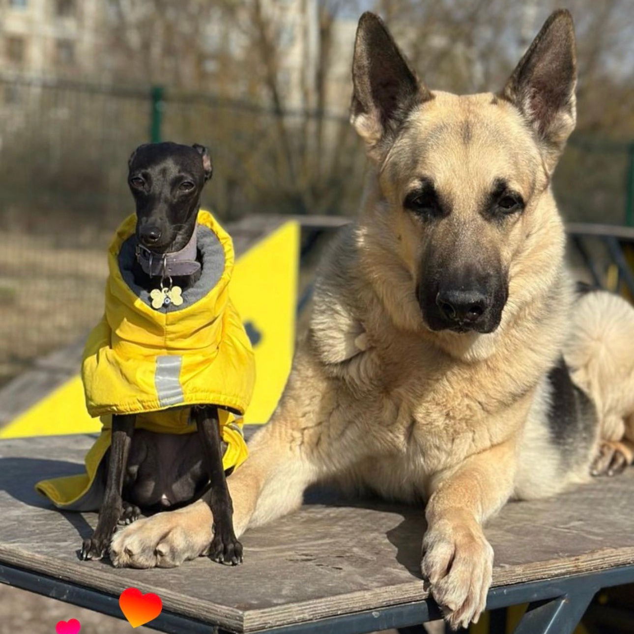 Левретка и другие породы собак. Профессиональный питомник левреток РКФ/FCI ASTI SAPPHIRE 💎 Сочи|Санкт-Петербург