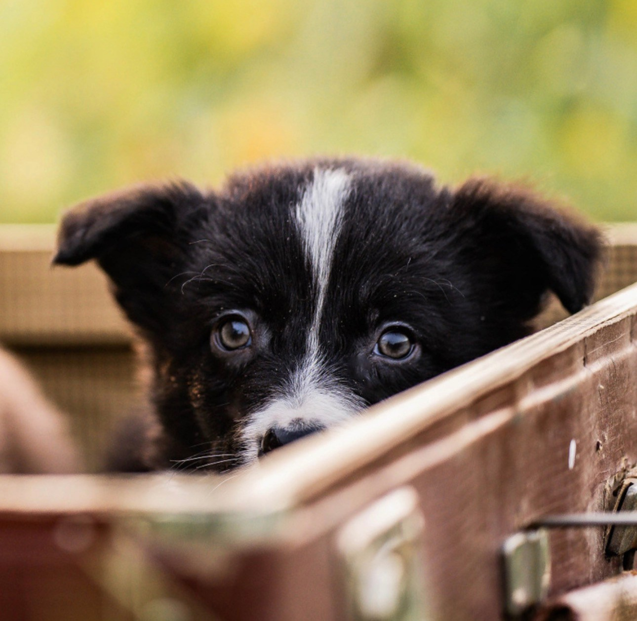 Фритсвит. Семейный фотограф Ефремова Виктория