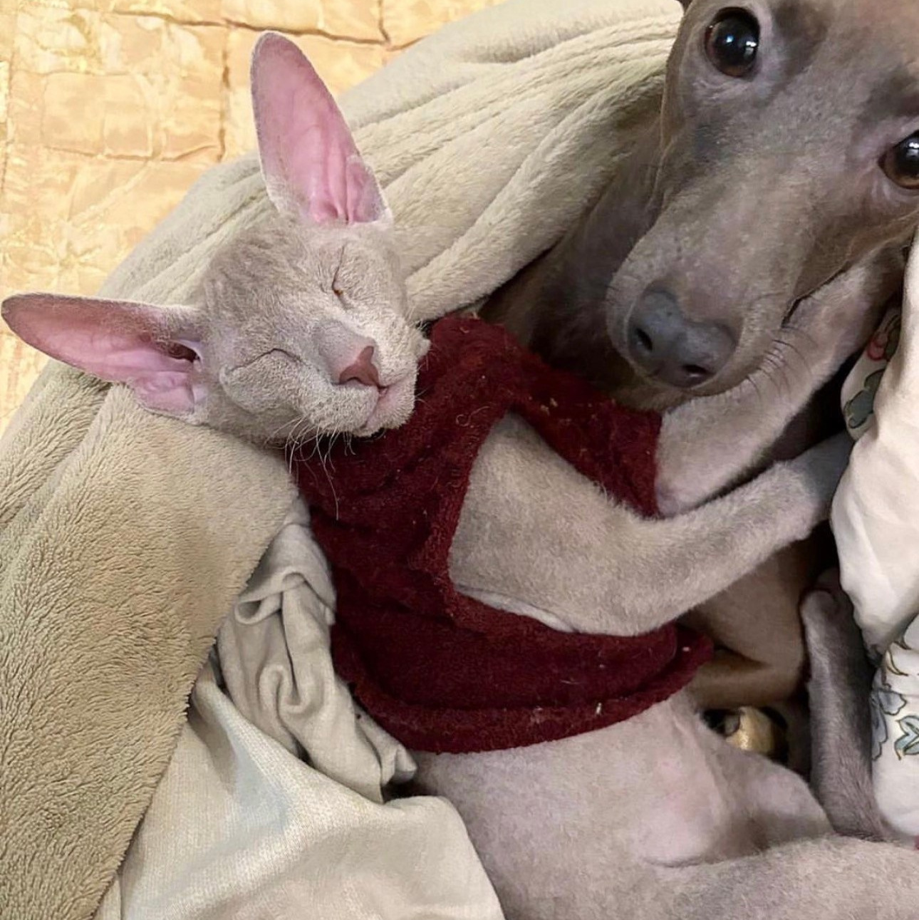 Левретки и кошки. Профессиональный питомник левреток РКФ/FCI ASTI SAPPHIRE 💎 Сочи|Санкт-Петербург