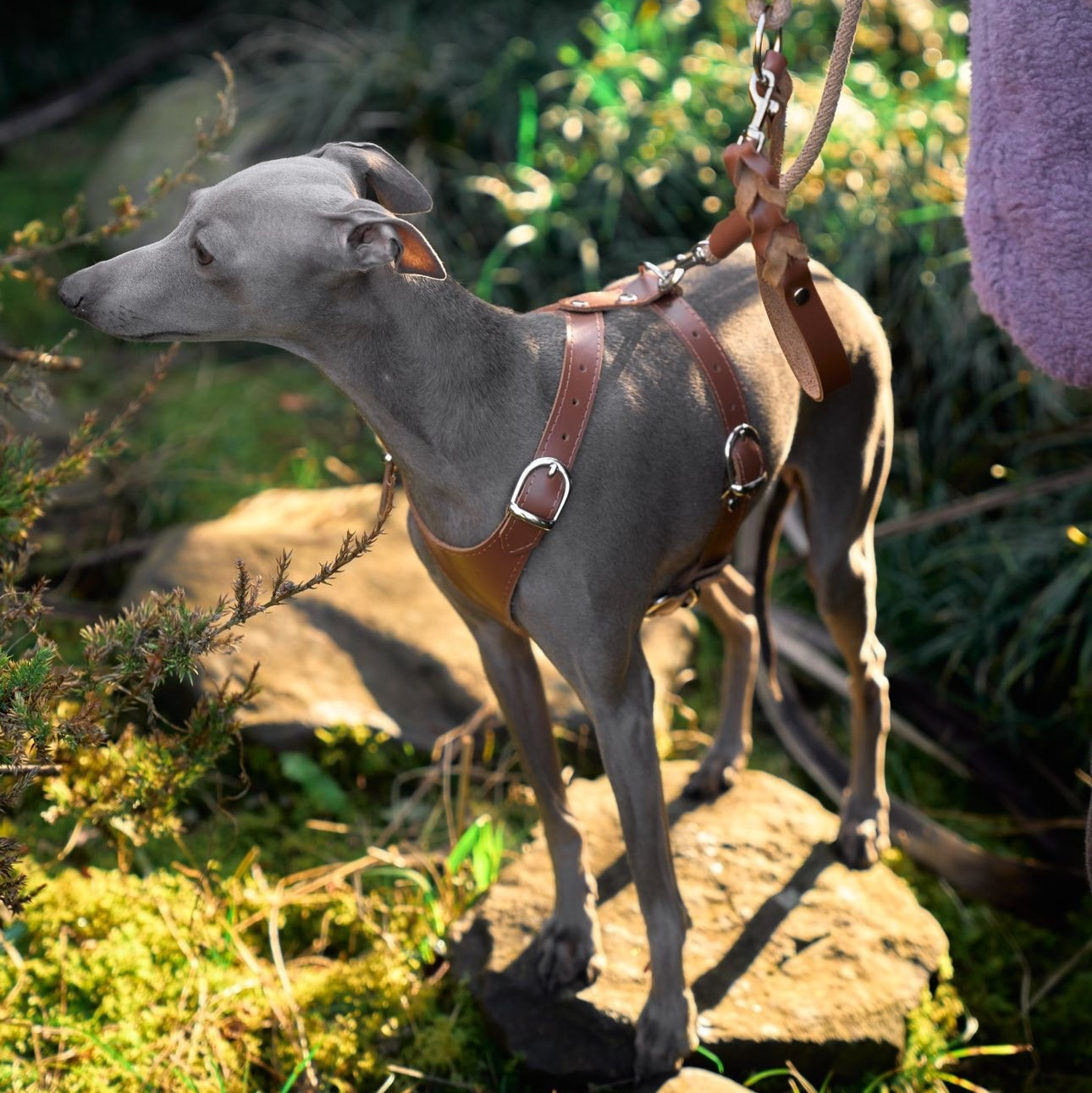 Прогулки. Профессиональный питомник левреток РКФ/FCI ASTI SAPPHIRE 💎 Сочи|Санкт-Петербург