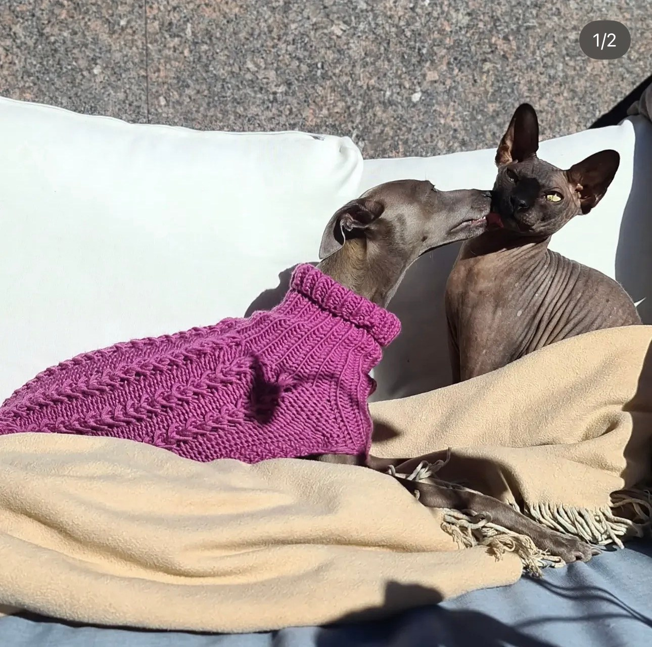 Левретки и кошки. Профессиональный питомник левреток РКФ/FCI ASTI SAPPHIRE 💎 Сочи|Санкт-Петербург