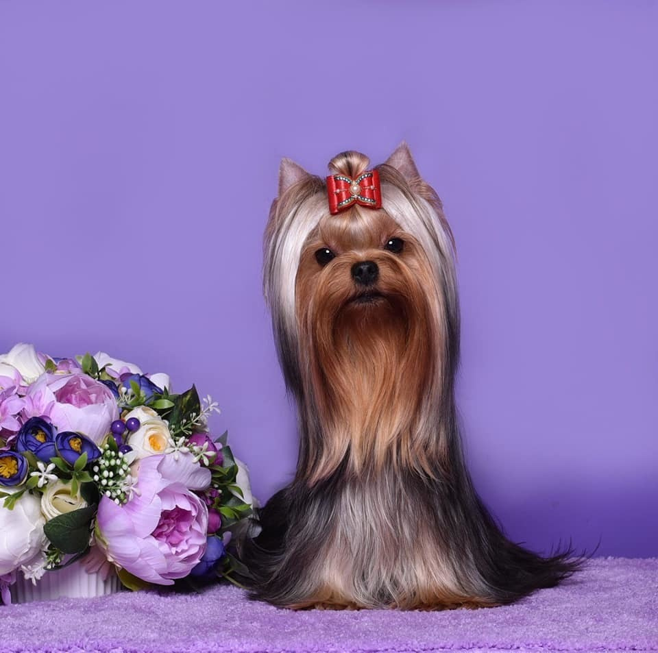 ДЭНСТАЙЛ НИКОЛЕТТА. Питомник Йоркширских терьеров Дэнстайл в Санкт-Петербурге заводчик Тих