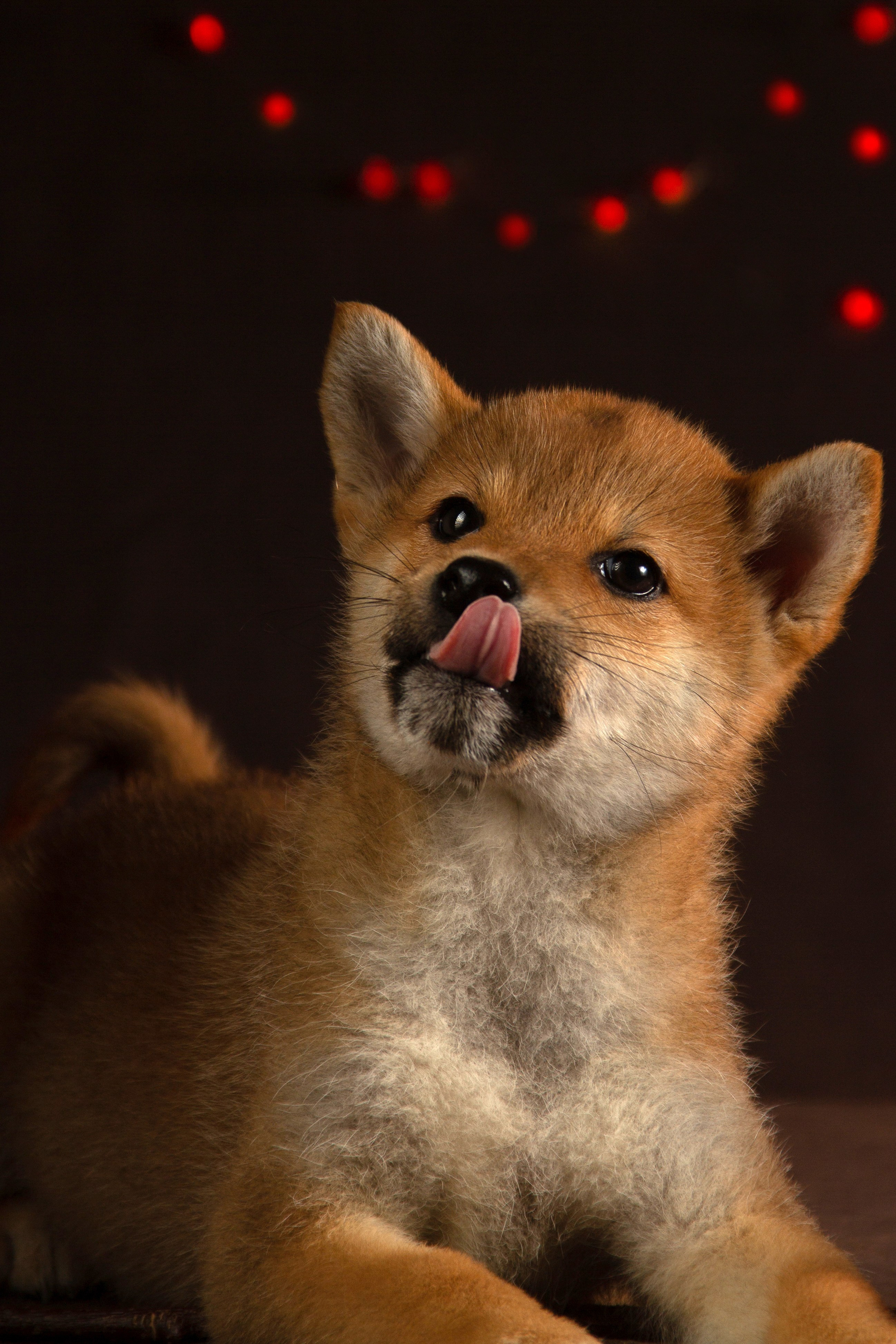 Услуги. Фотограф — анималист в Москве и области Ольга Петракова