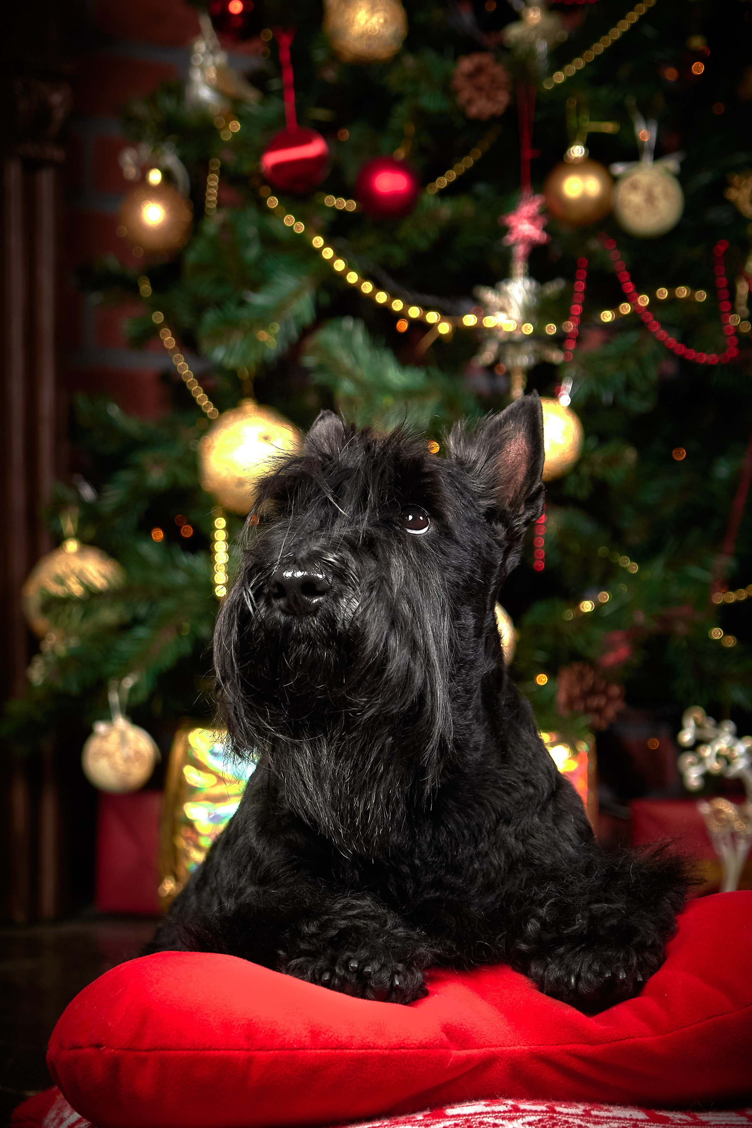 новогодняя фотосессия с собаками портрет собаки