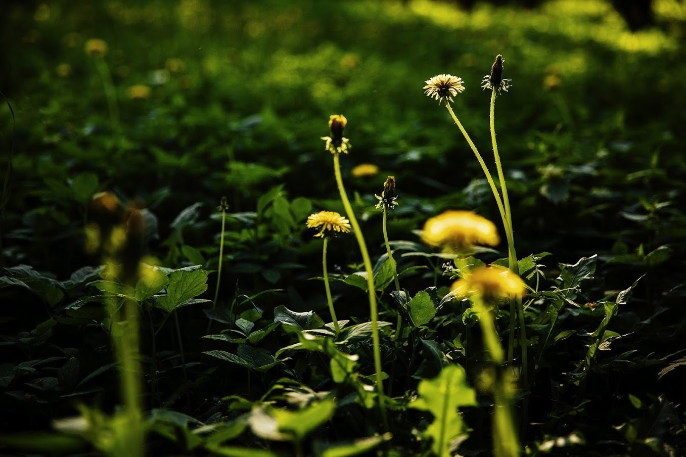 Дима и Ксения. Предсвадебная съемка. Фотограф Игорь Цаплин