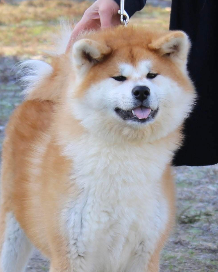 Суки питомника. Питомник Акита-Ину