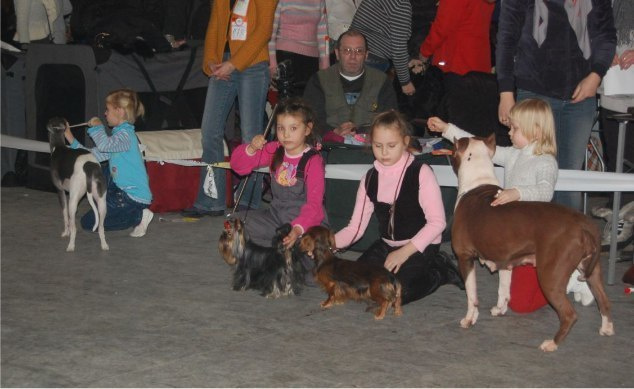 2019 г Результаты выставок. Питомник Йоркширских терьеров Дэнстайл в Санкт-Петербурге заводчик Тих
