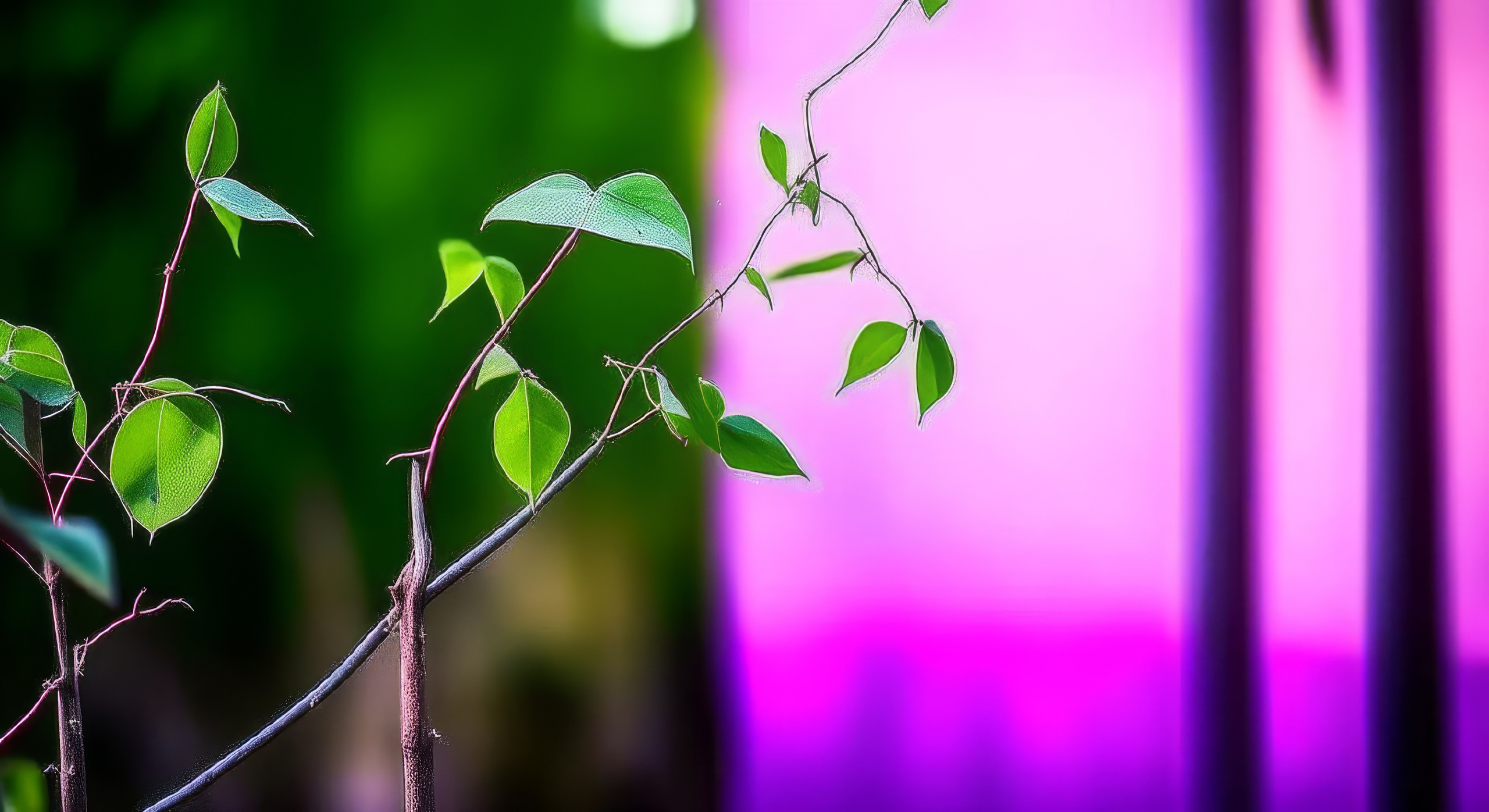 Тонкости съемки боке. Safronov Ivan — a portrait photographer in Moscow