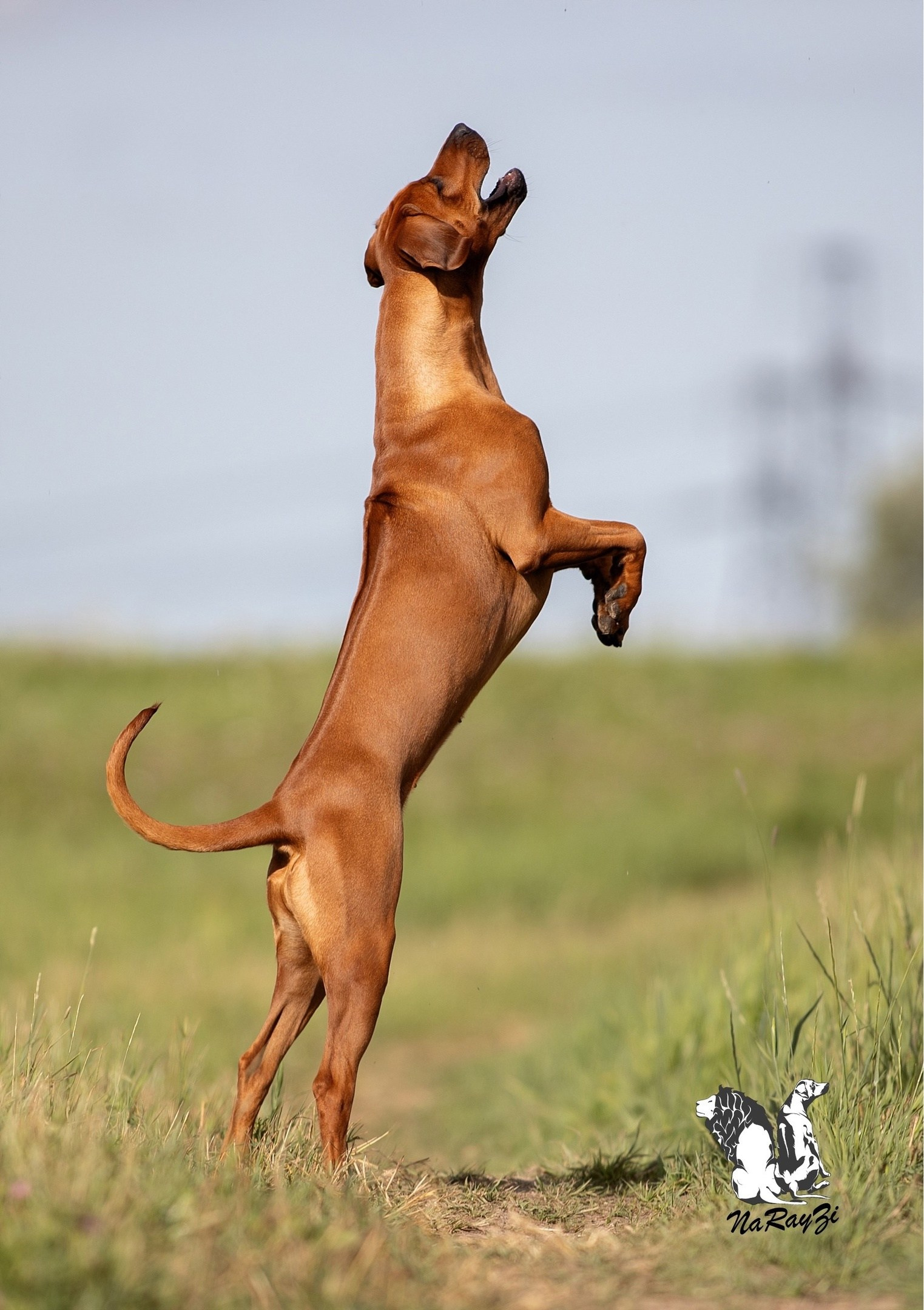 Родезийские Риджбеки в Санкт-Петербурге