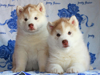 Племенная книга питомника Ice Fantasy. Ice Fantasy kennel: professional breeding of Siberian huskies and wels