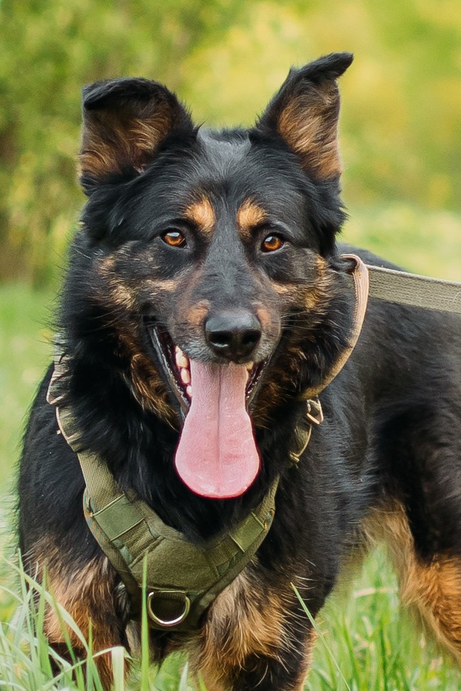 Животные на пристройство. Фотограф-анималист Валерия, Москва, Мытищи