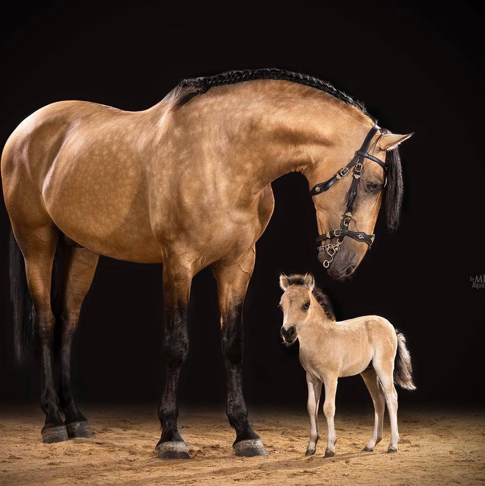 Стоимость фотосессий. Mrs.Aquarelia Конный фотограф Марианна Леонтьева