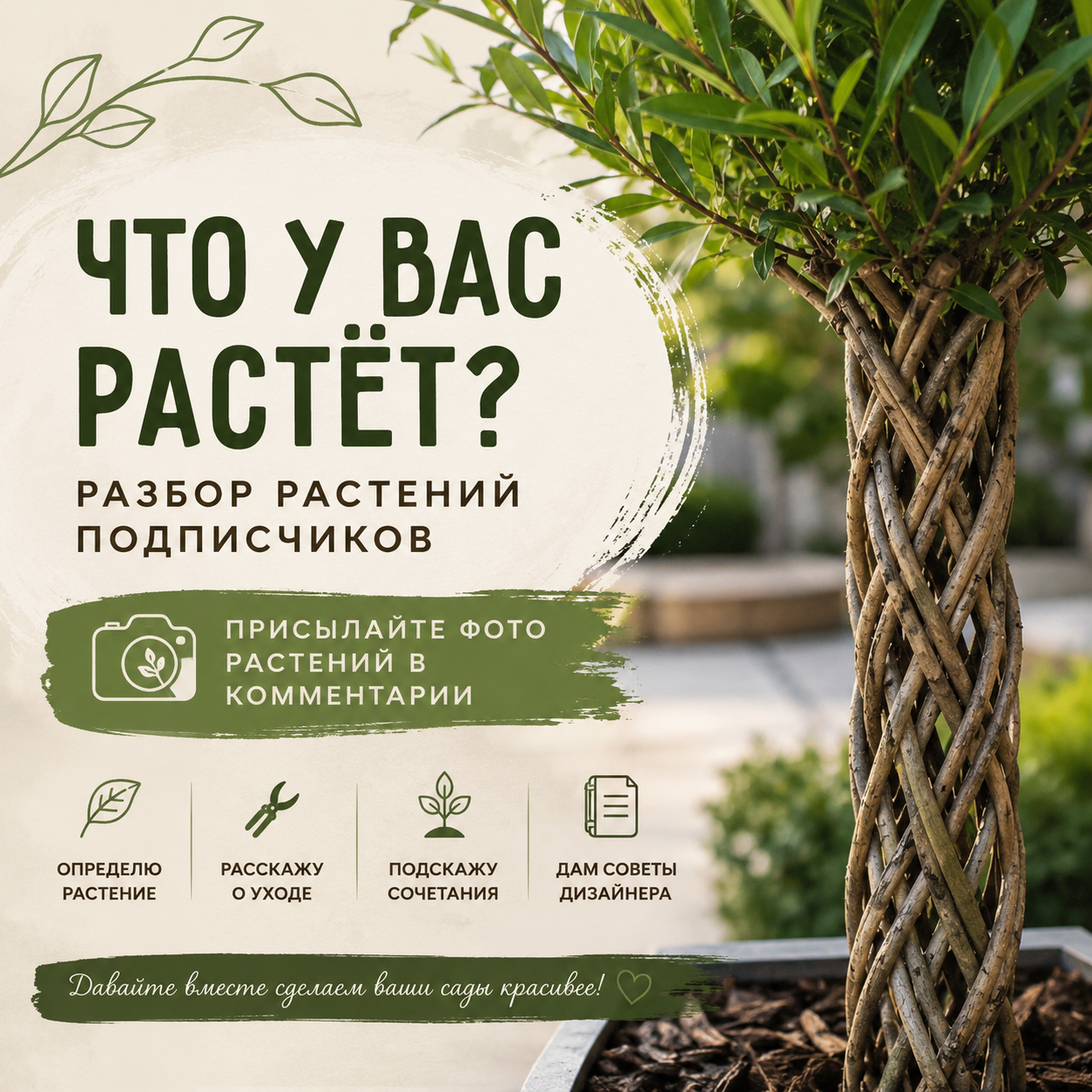 Определить растение по фото для ландшафтного дизайна участка