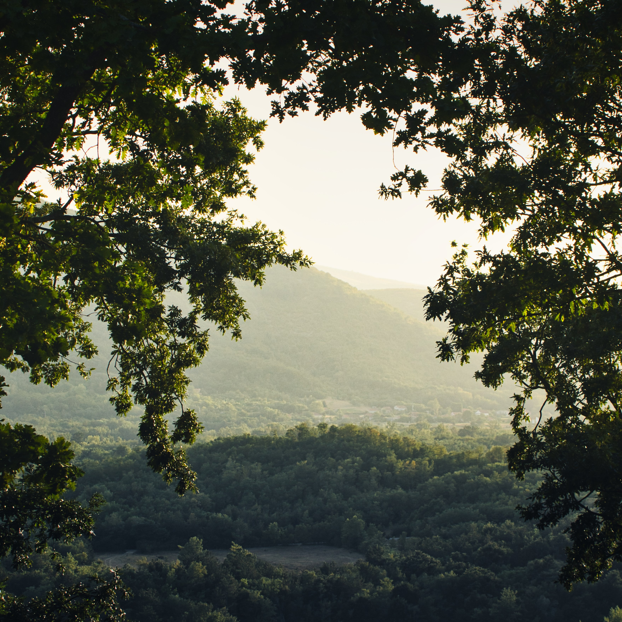 Вид на горы в тумане сквозь ветви деревьев у водохранилища Крушчица