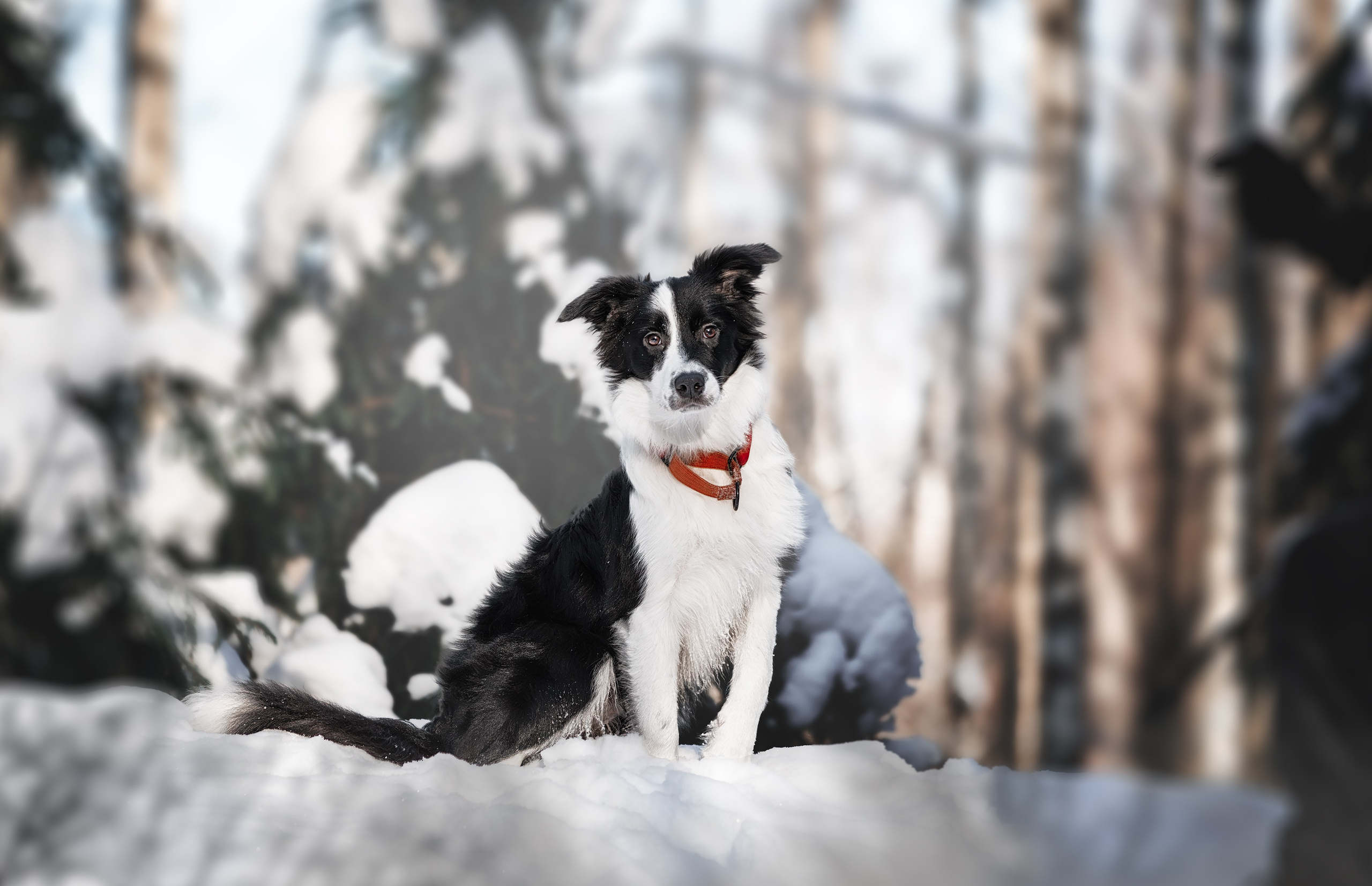 Услуги. Индивидуальный фотограф в Санкт-Петербурге Филимонова Юлия