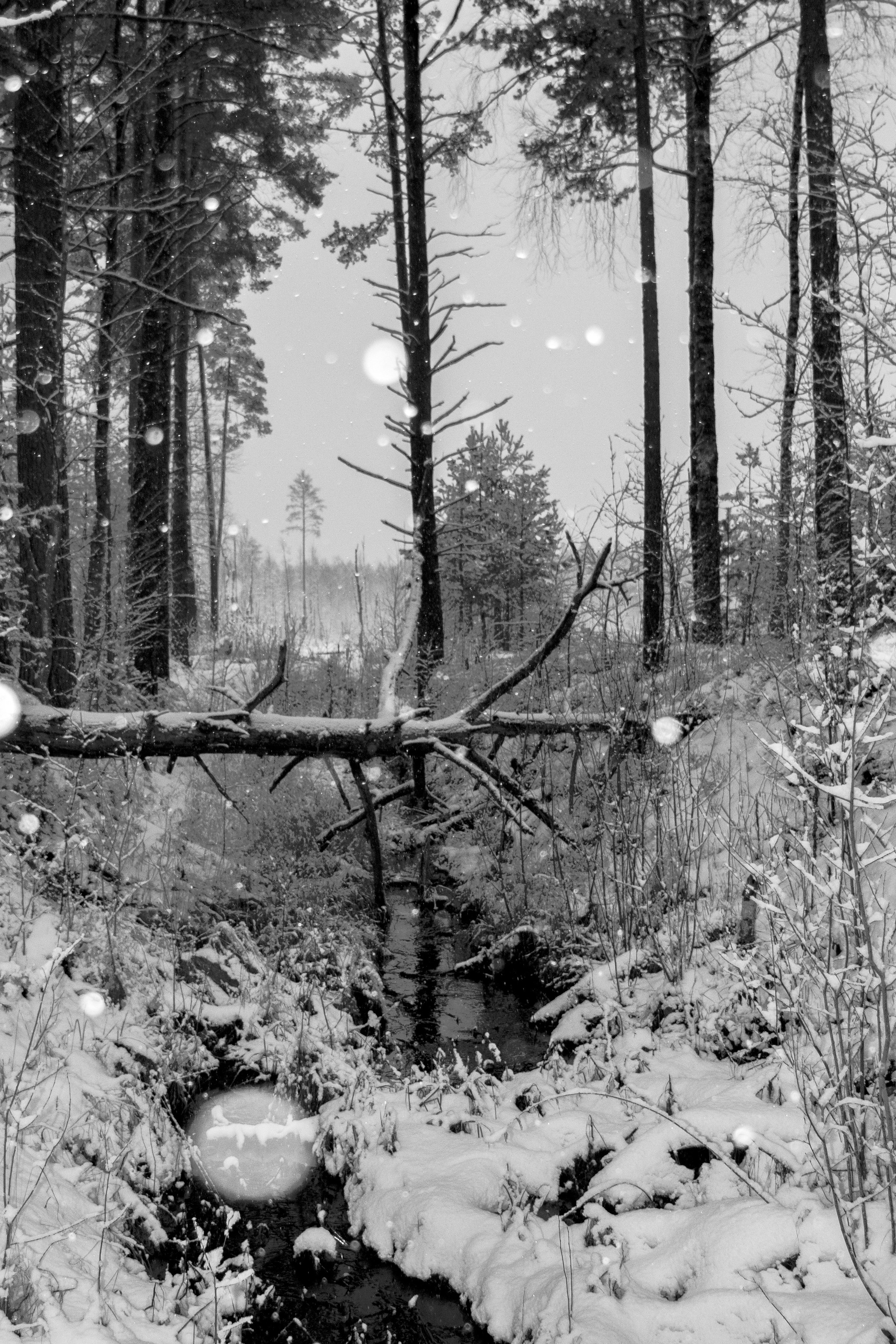 Зимняя фотосессия — сказка в Волочке