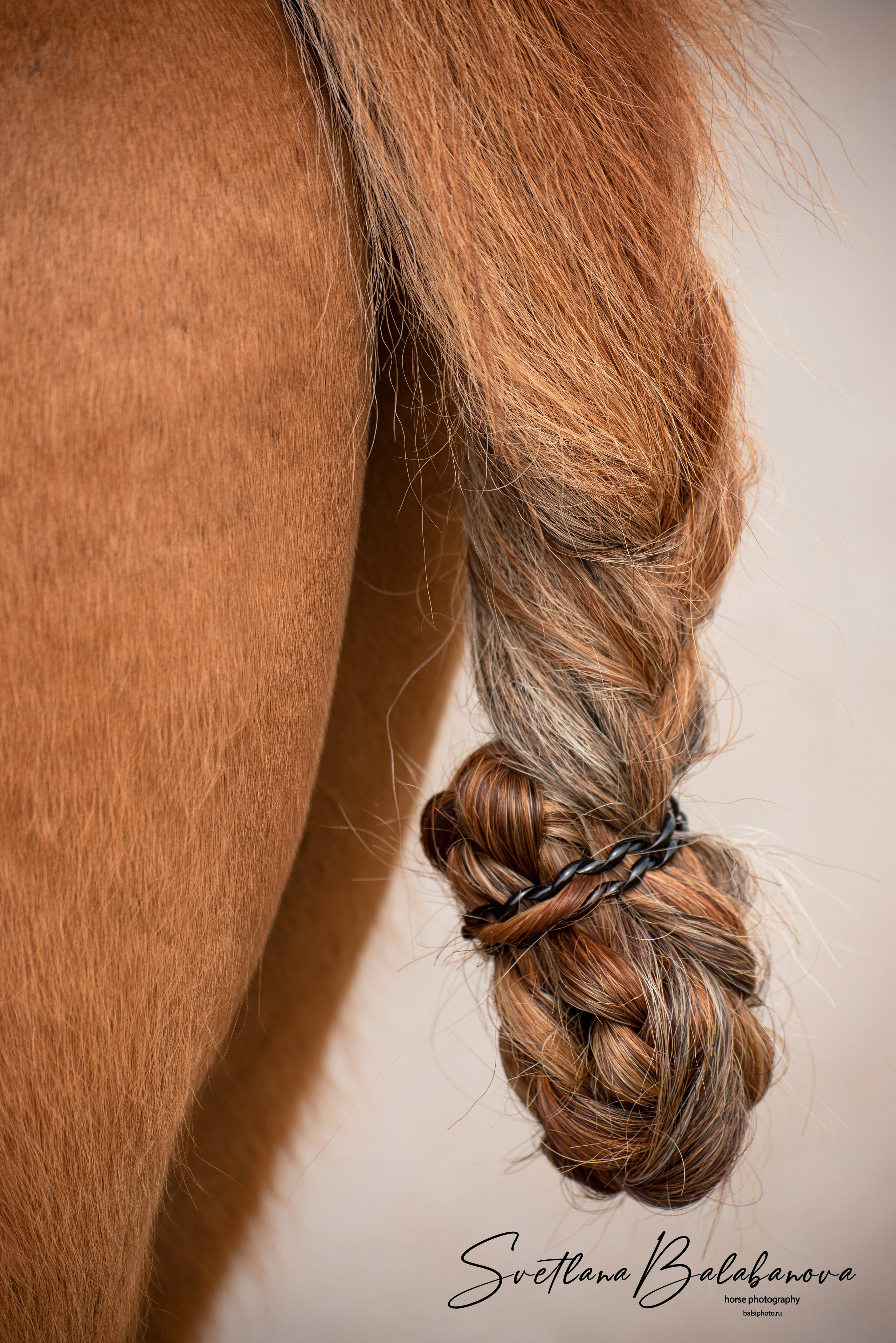 фото для интерьера, отпечаток, авторская фотография, купить отпечаток, купить фотографию, фото лошадей, фото лошади, красивые лошади, принт, цифровой отпечаток