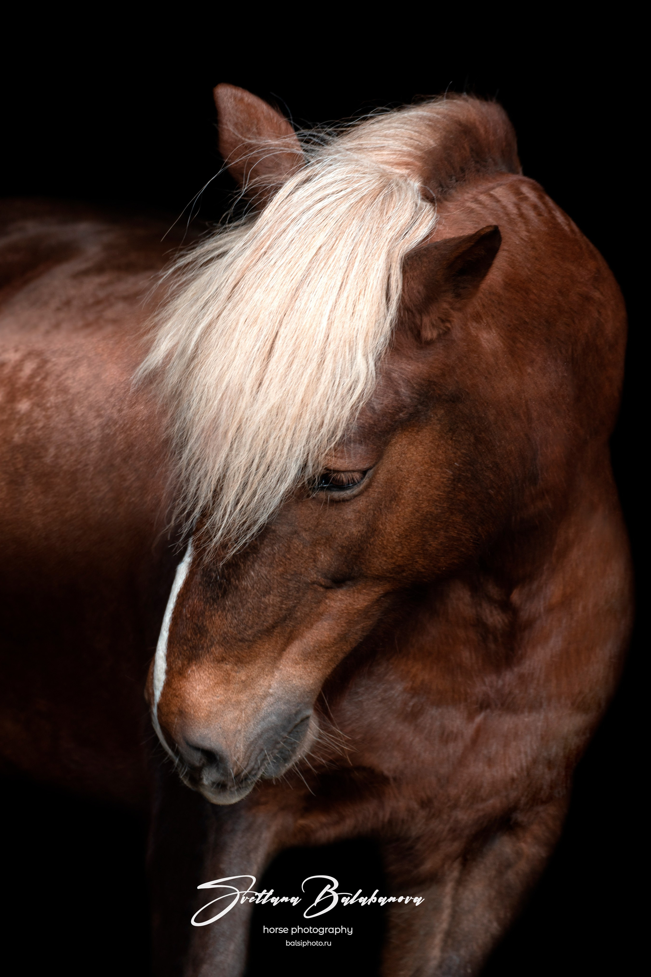 фото для интерьера, отпечаток, авторская фотография, купить отпечаток, купить фотографию, фото лошадей, фото лошади, красивые лошади, принт, цифровой отпечаток