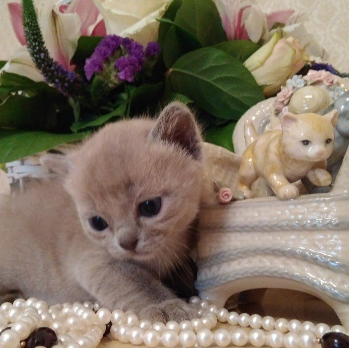 Рекомендации для владельцев. Las Burmas — питомник американской бурмы традиционных линий