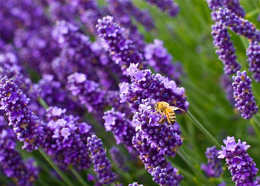 Масло лаванды. VDAO.RU — исцеляющие практики