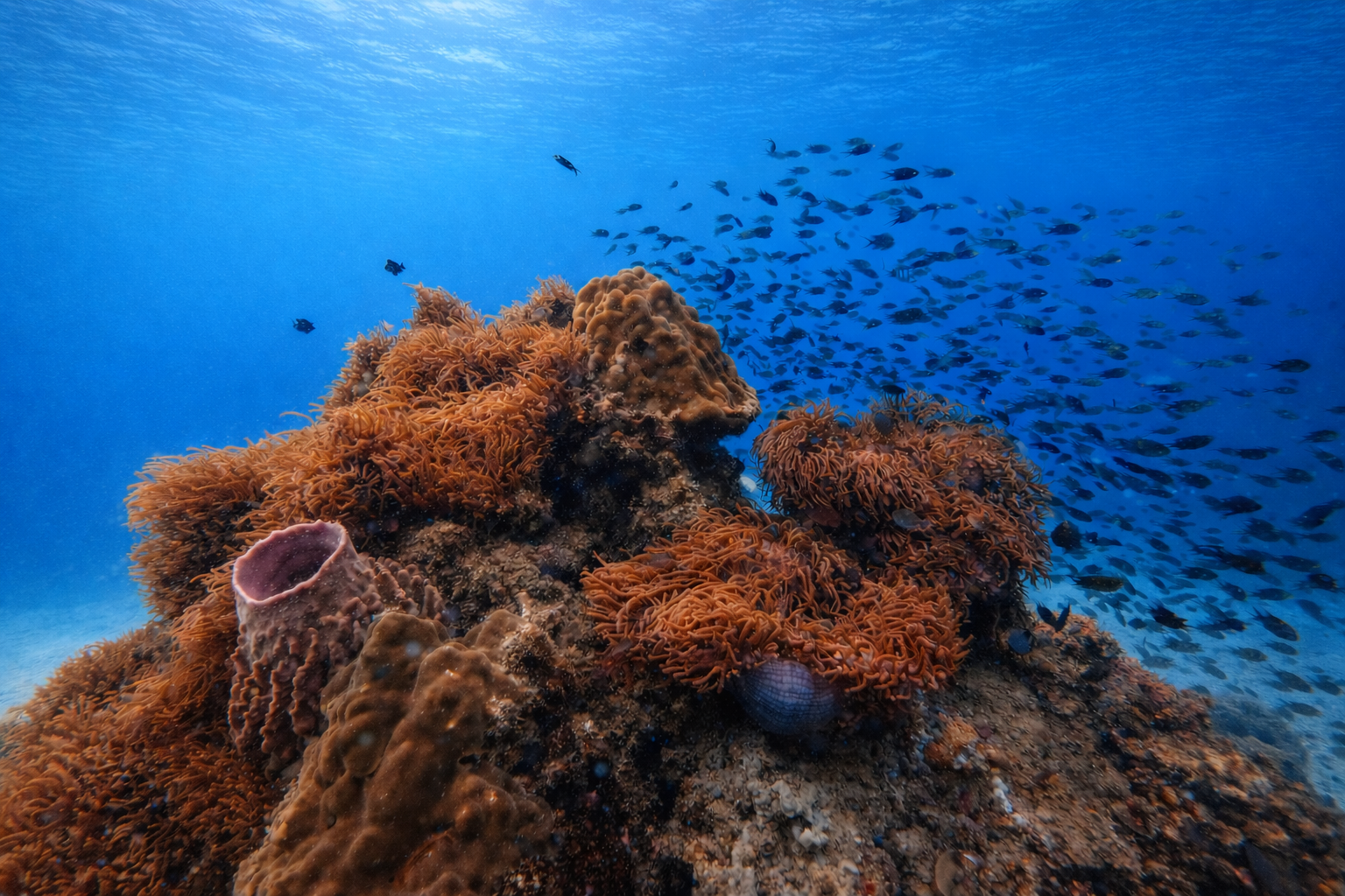 Дайвинг во Вьетнаме. Индивидуальные Экскурсии