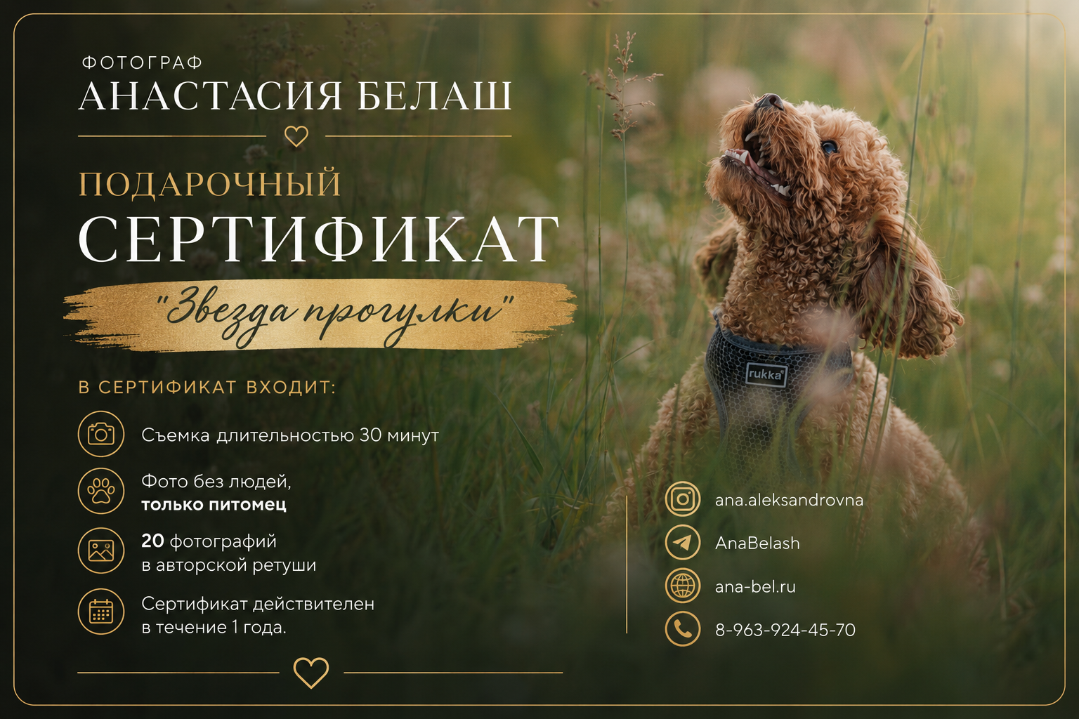 Подарочные сертификаты фотограф-анималист Анастасия Белаш. Анастасия Белаш