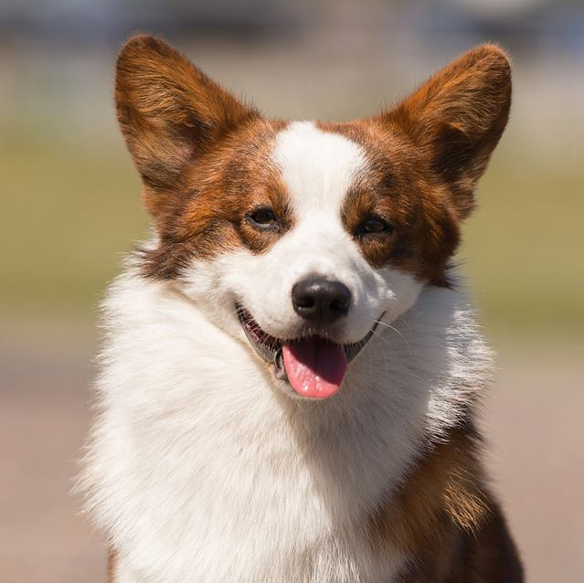 История питомника Ice Fantasy. Купить щенка Вельш-корги-кардиган в семейном питомнике — Ice Fantasy