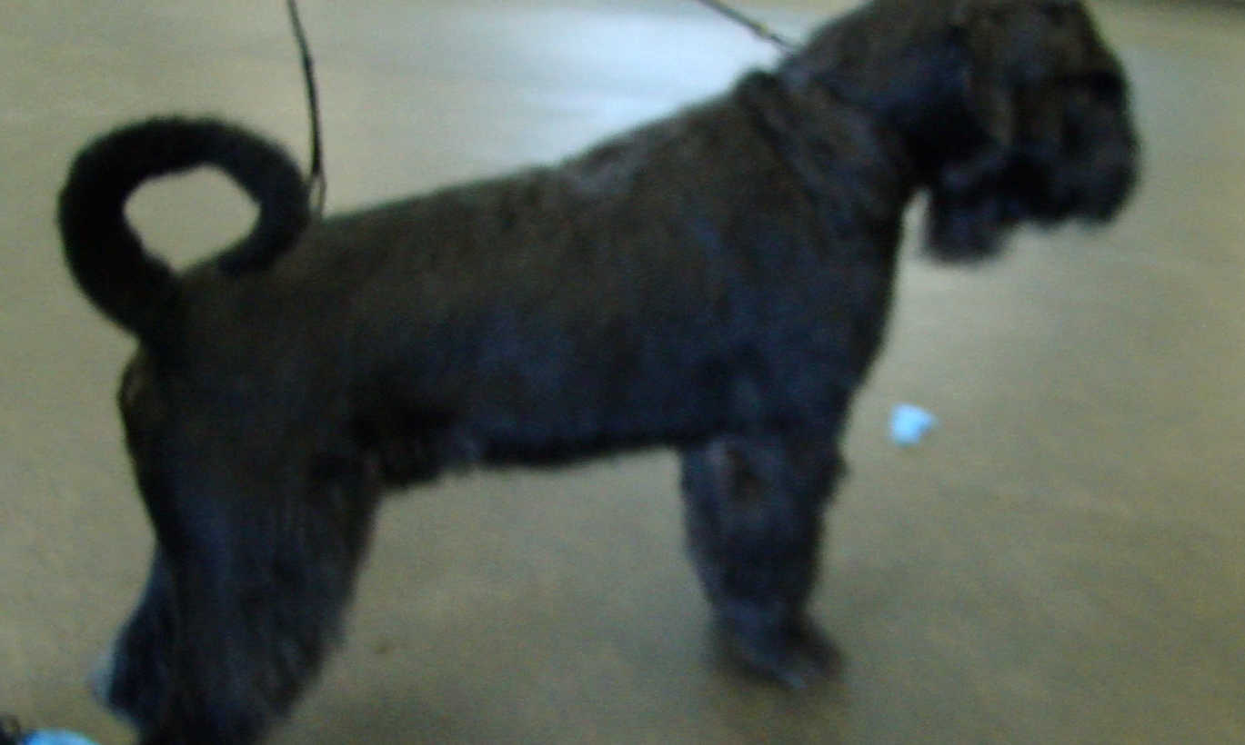 Племенной смотр 16.05.2021 г, судья РКФ-FCI О. А. Горбачевский. НРОО КЦ "Собаковод"