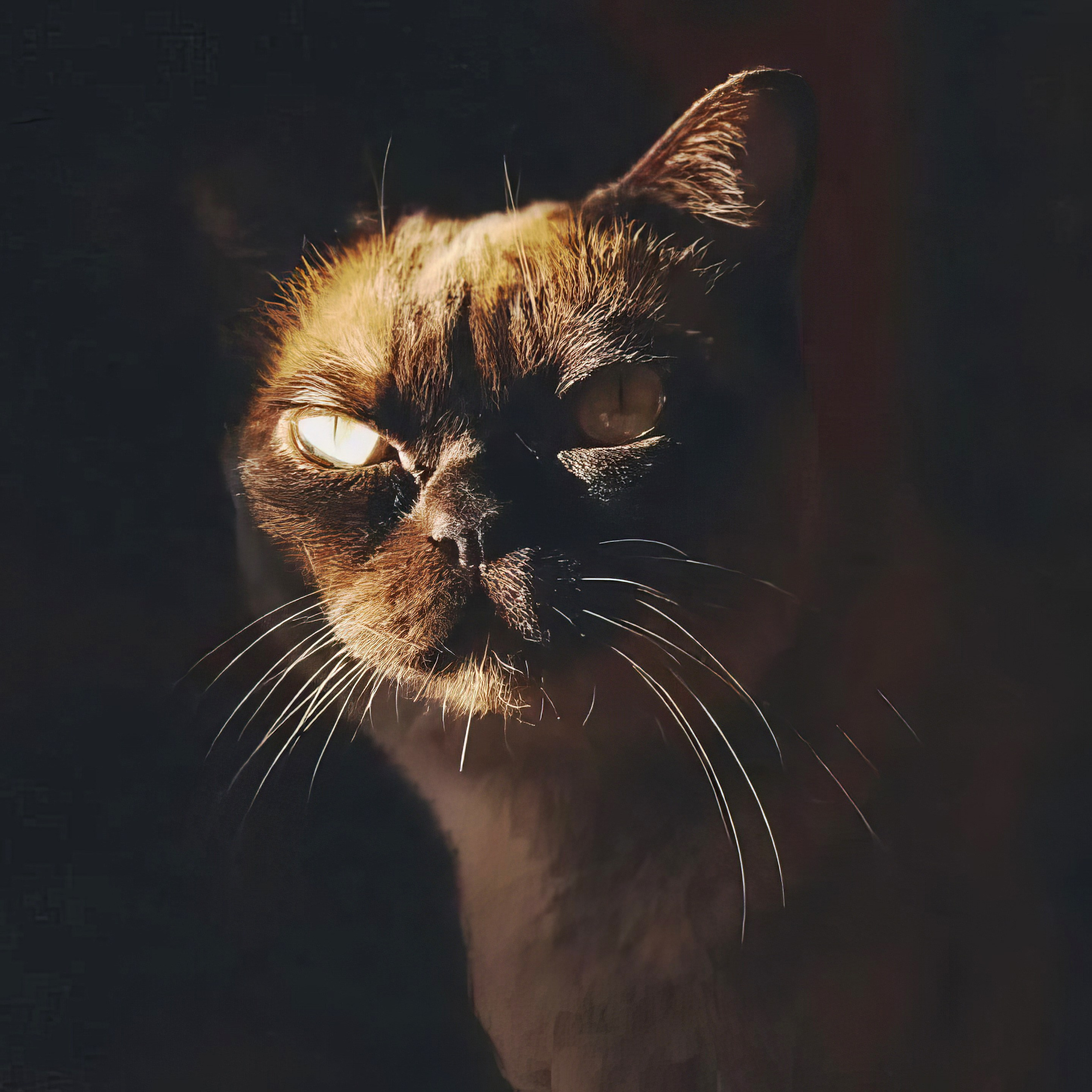 купить котенка американской бурмы