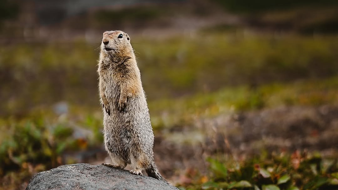 Камчатка с комфортом —  Cезон 2026